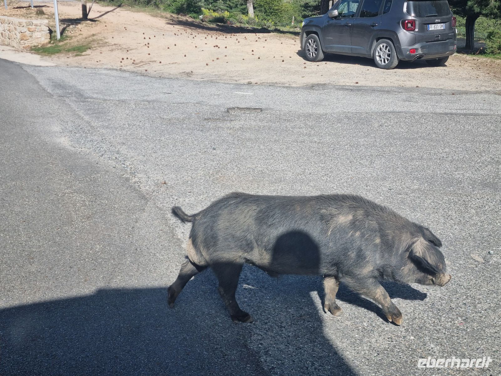 Korsisches Schwein ( Porcu nustrale)  