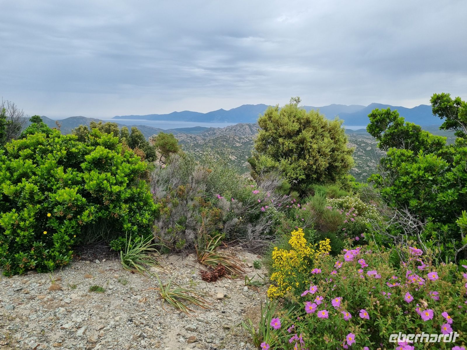 Agriates-Wüste (Macchia)