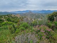 Agriates-Wüste (Macchia)