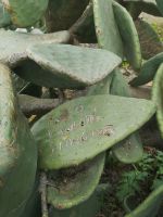 Liebeserklärungen und andere Botschaften auf eine Kaktee verewigt