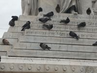 Die gefiederten  Noten.....