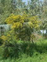 Überall am Strassenrand - die Akazien, die sich gern als Mimosen darstellen ...