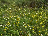 Ein Blütenpracht  auf dem Weg zu den Felsgräbern...