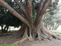 Sogar die Bäume sind wie das ganze Haus 