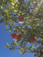 Die süße Mandarinen....