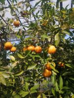Im Zitrusgarten