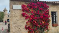 Bougainvillea in San Pantaleo 