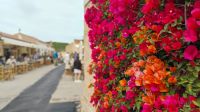 Bougainvillea in San Pantaleo 