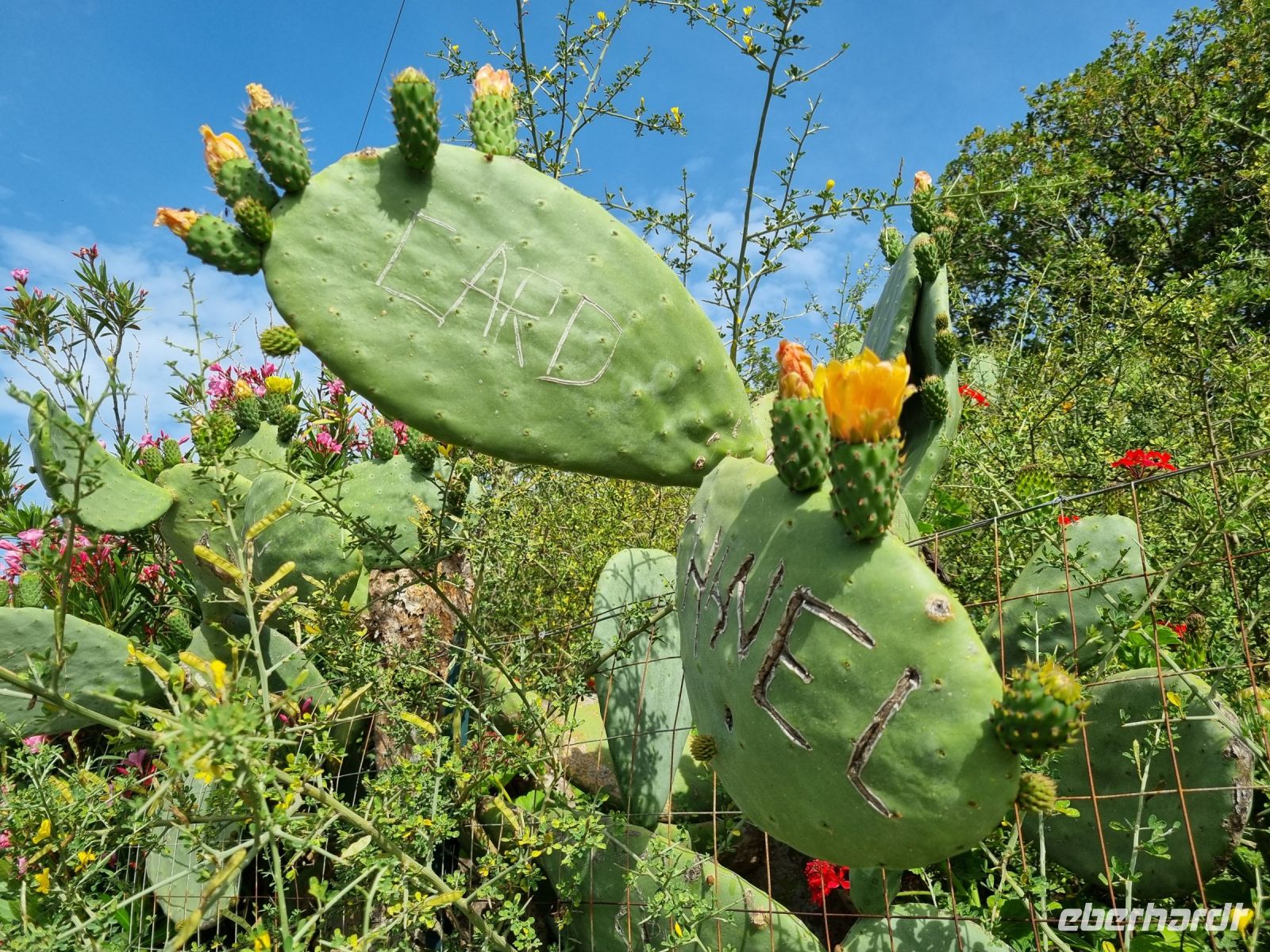 Kalabrien - Capo Vaticano (Feigenkakteen)