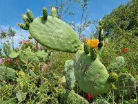 Kalabrien - Capo Vaticano (Feigenkakteen)