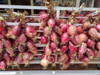 Kalabrien - Tropea (Tropea Rossa Lunga - 