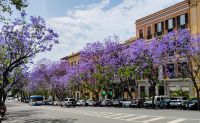 Jacaranda in Cagliari 