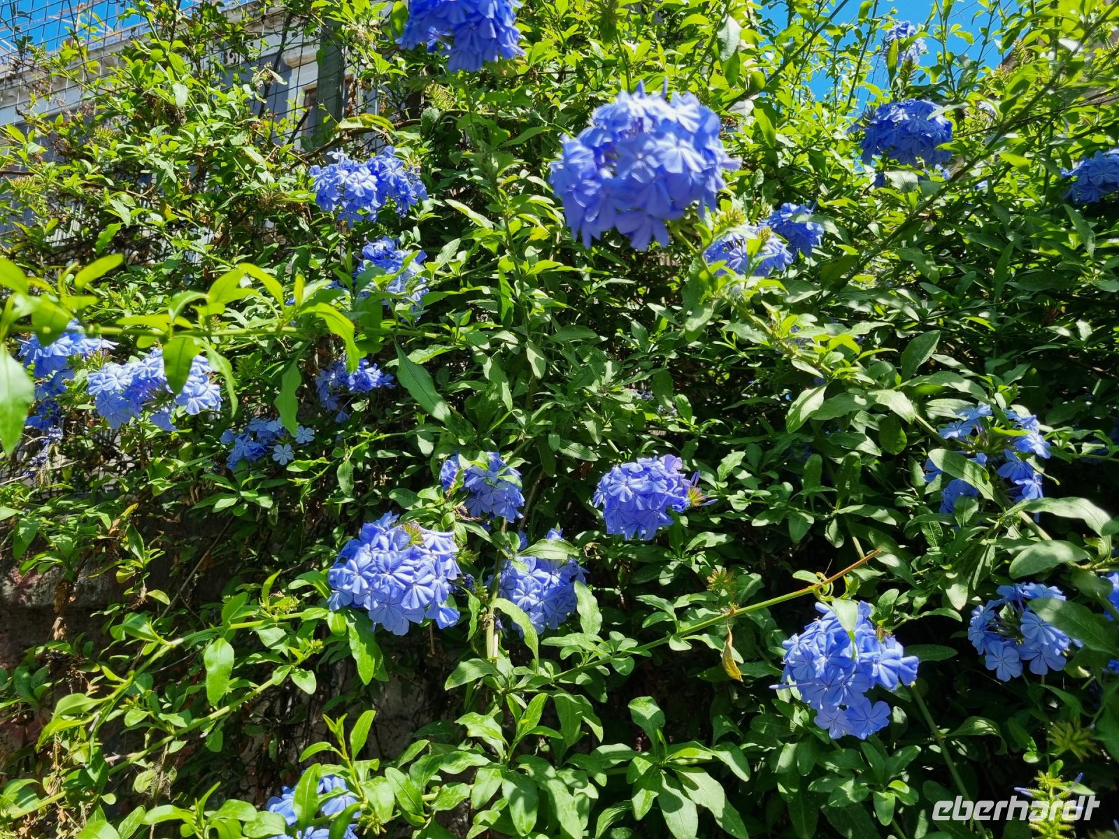 Insel Sizilien - Catania (Bleiwurz)