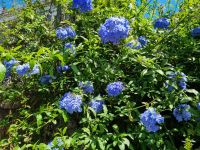 Insel Sizilien - Catania (Bleiwurz)