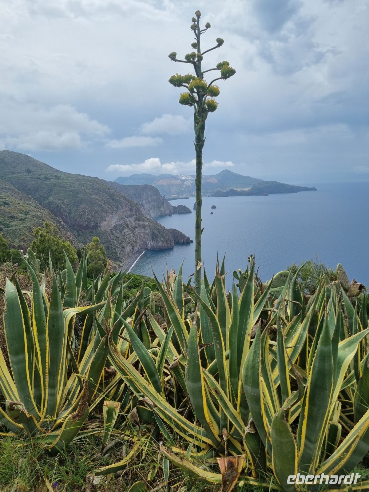 Insel Lipari - Agave