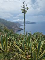 Insel Lipari - Agave