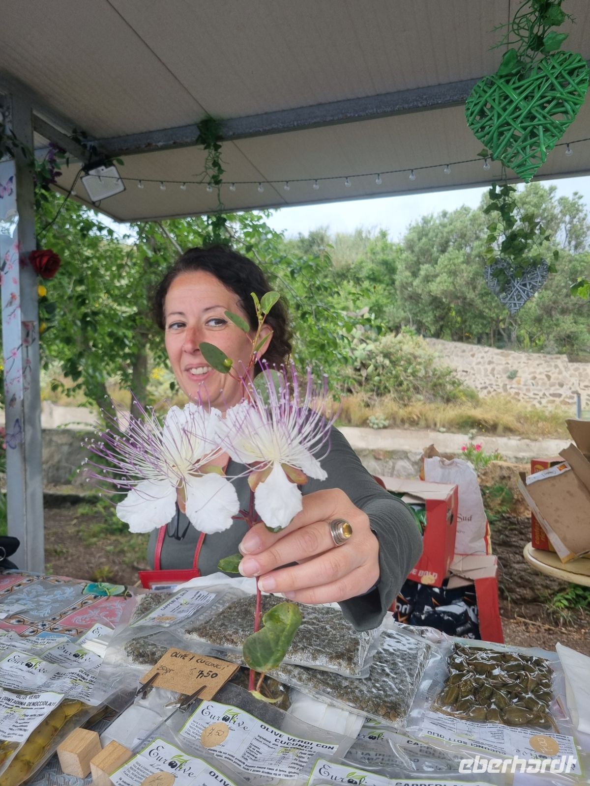 Insel Lipari - Kapernblüte