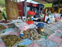 Insel Lipari - Kapern...