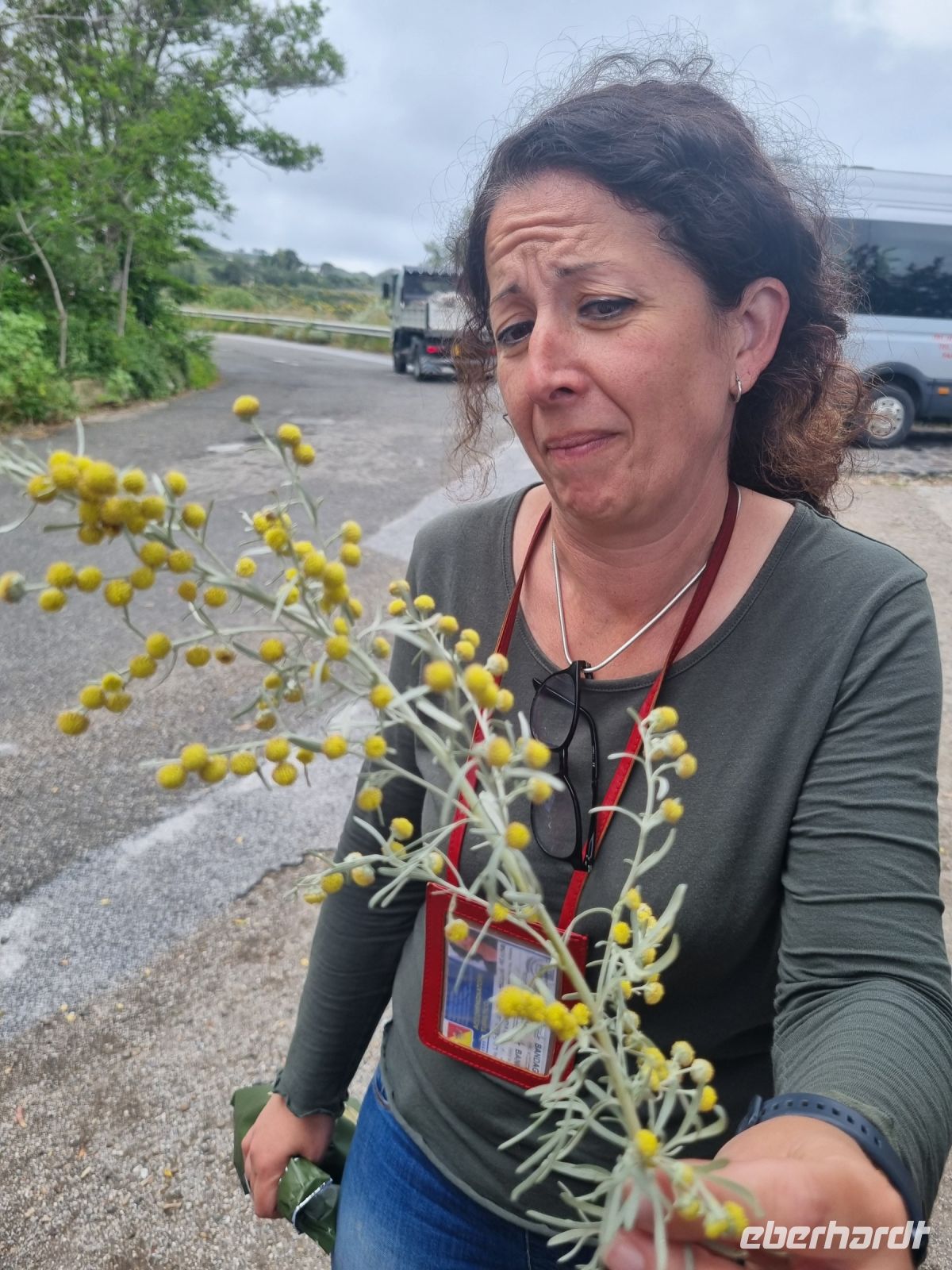 Insel Lipari - Wermut