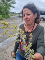 Insel Lipari - Wermut