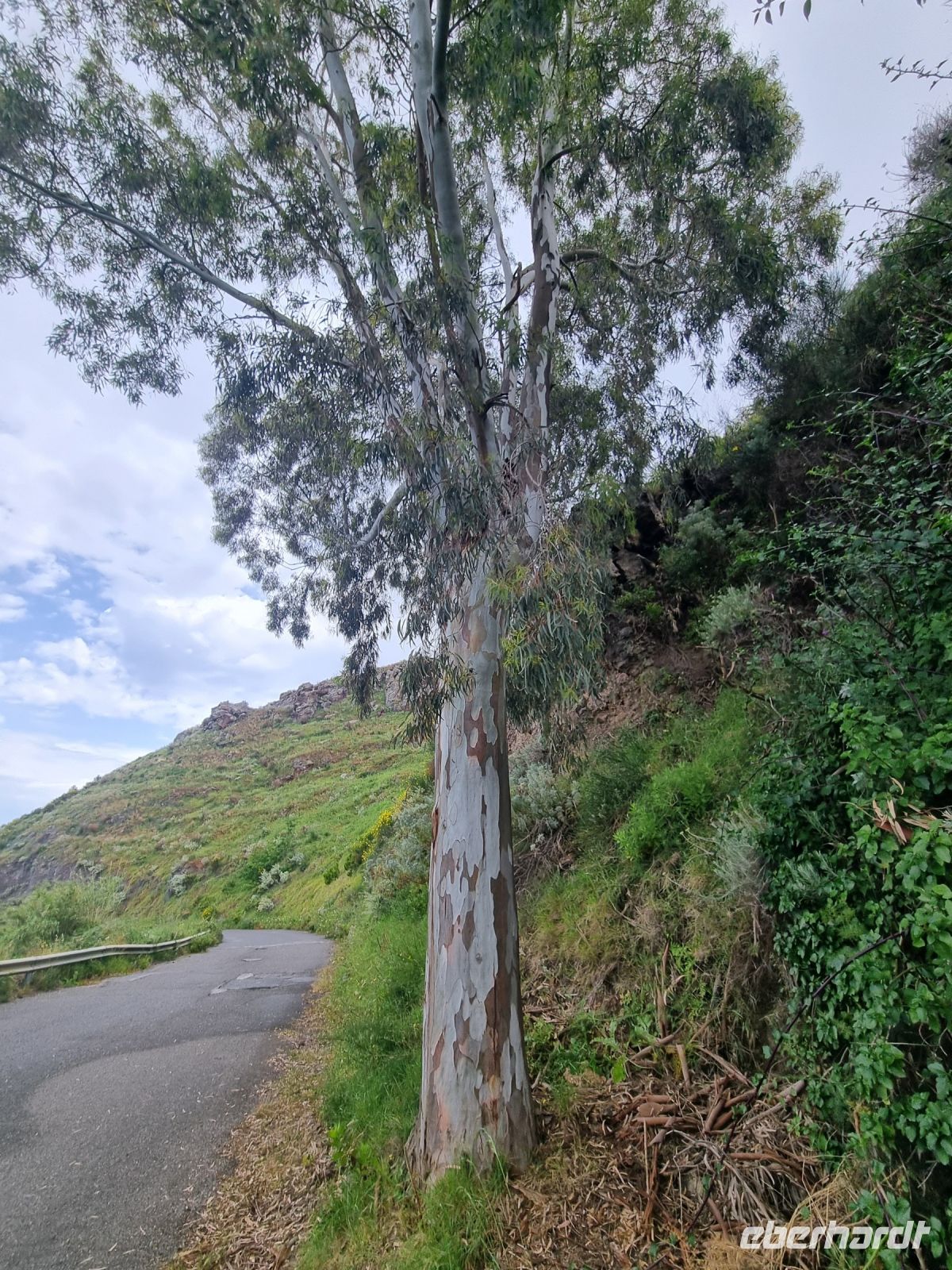 Insel Lipari - Eukalyptusbaum