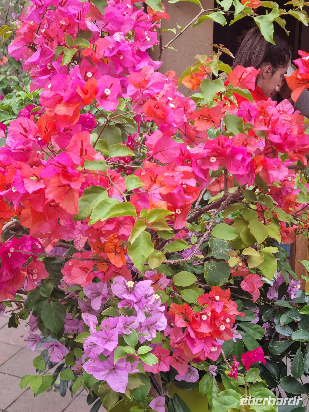 Insel Lipari - Lipari (Bougainvillea)