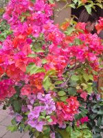 Insel Lipari - Lipari (Bougainvillea)