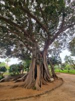 Insel Sizilien - Palermo (Königliche Gärten - 