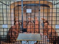 Asti - Kathedrale Santa Maria Assunta (Terracotta-Figurengruppe 