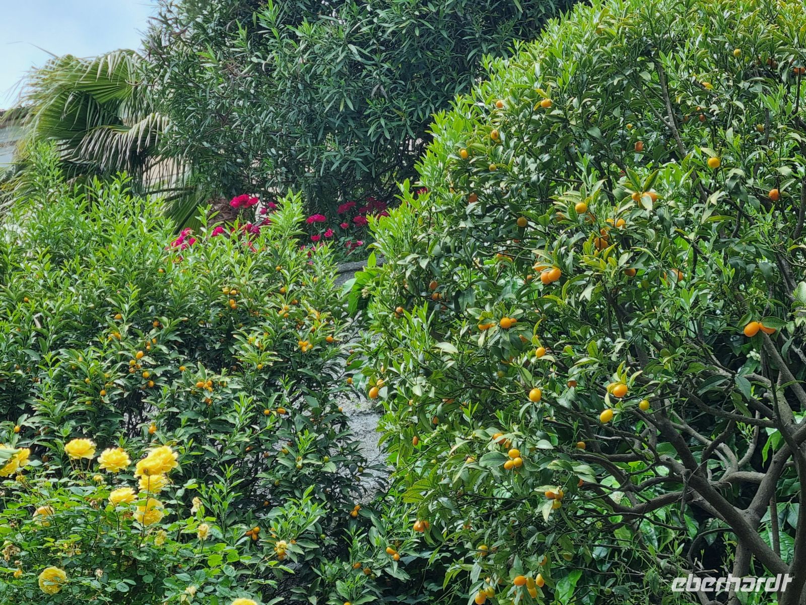 Lago Maggiore - Garten auf der Isola Madre (Mutterinsel)