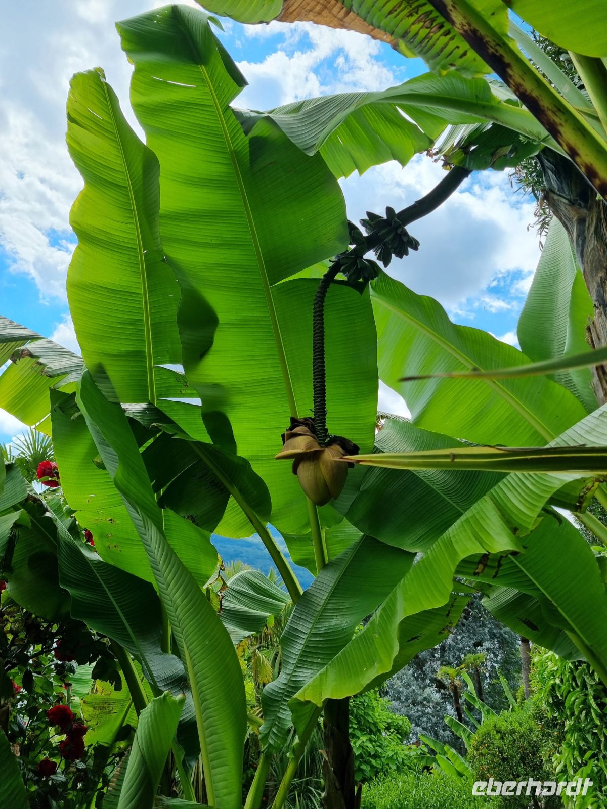 Lago Maggiore - Garten auf der Isola Madre (Mutterinsel)