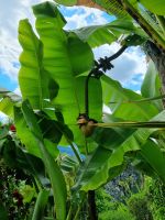Lago Maggiore - Garten auf der Isola Madre (Mutterinsel)