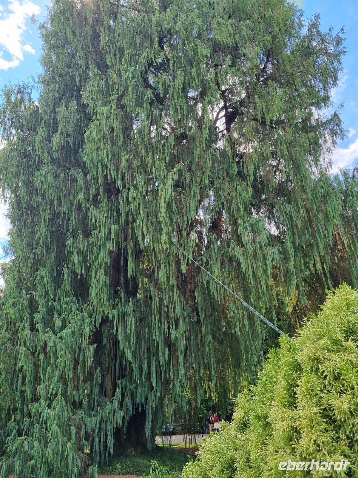 Lago Maggiore - Garten auf der Isola Madre (Mutterinsel) = Kaschmir-Zypresse 