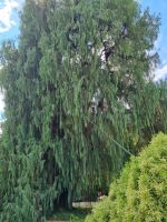 Lago Maggiore - Garten auf der Isola Madre (Mutterinsel) = Kaschmir-Zypresse 