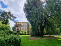 Lago Maggiore - Garten auf der Isola Madre (Mutterinsel) = Kaschmir-Zypresse 
