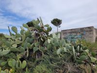 0504 Molentargius  Regionalpark