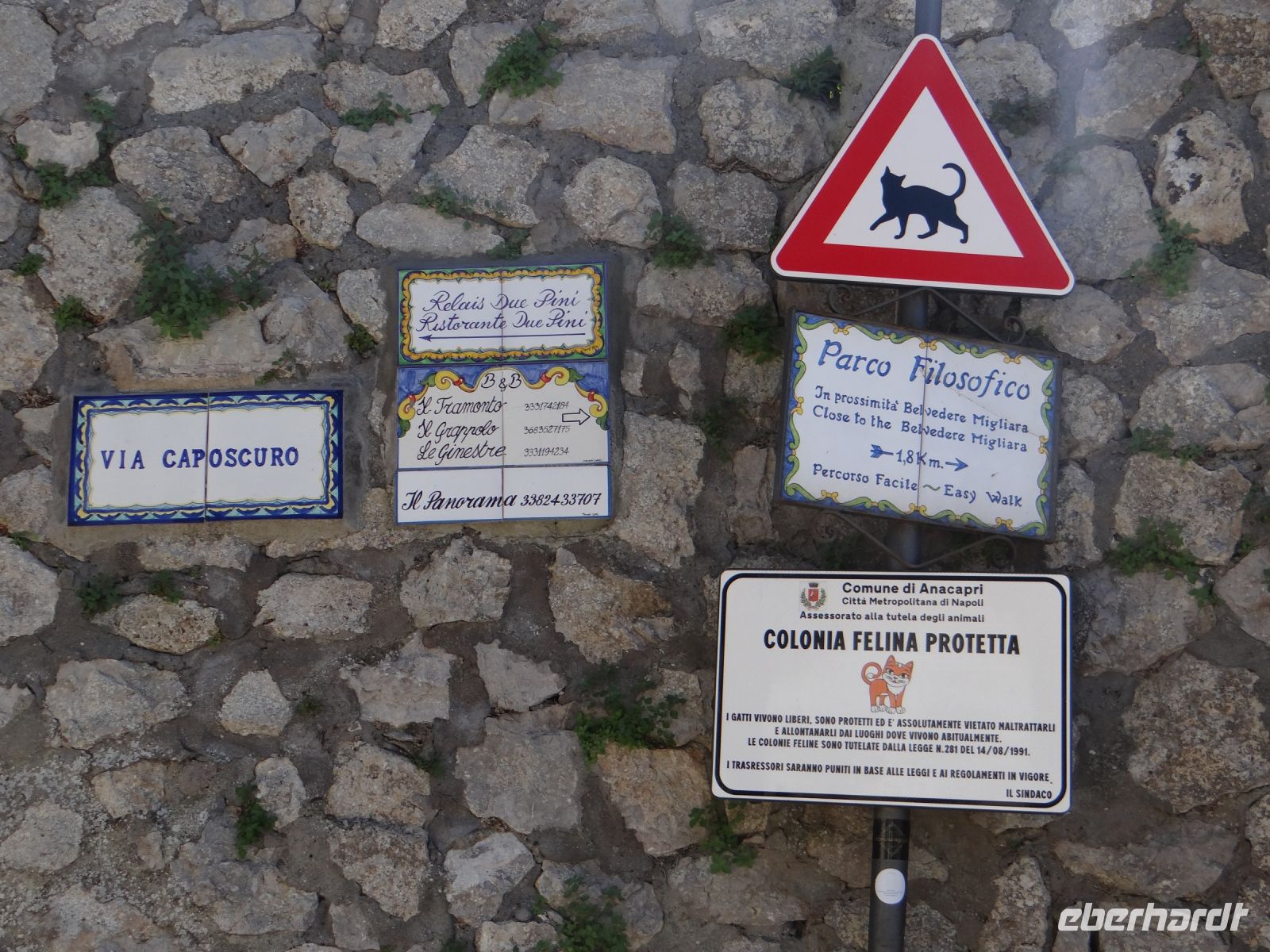 Anacapri, Katzen stehen unter besonderem Schutz.