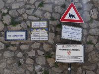 Anacapri, Katzen stehen unter besonderem Schutz.