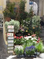 Capri, Blumen und schön gestaltete Hinweisschilder werben um Aufmerksamkeit.