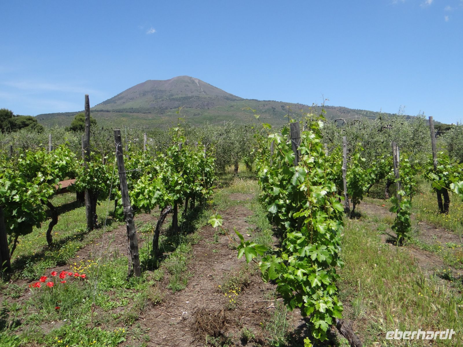 Cantina del Vesuvio, Weingut mit Vesuv