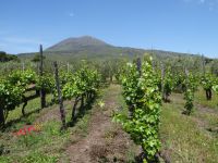 Cantina del Vesuvio, Weingut mit Vesuv