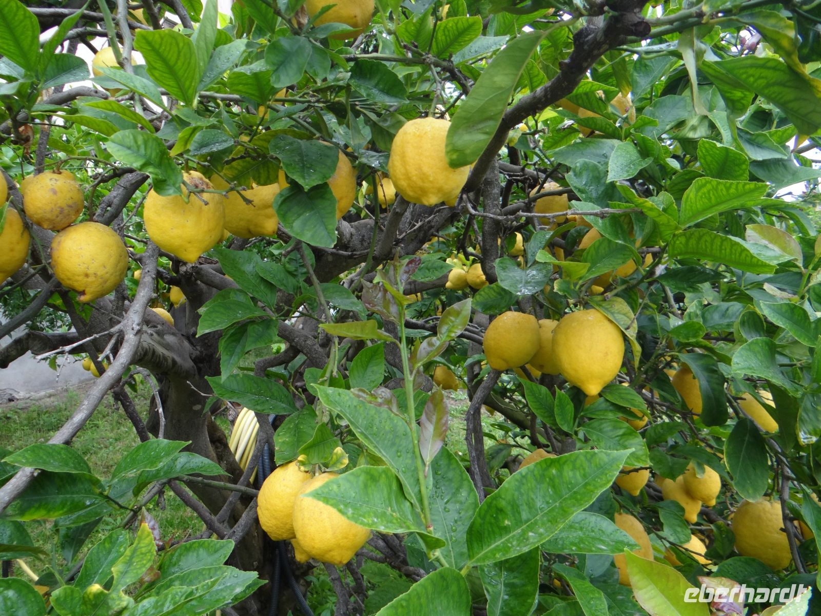 Lipari, Zitronenbäume im Hotelgarten
