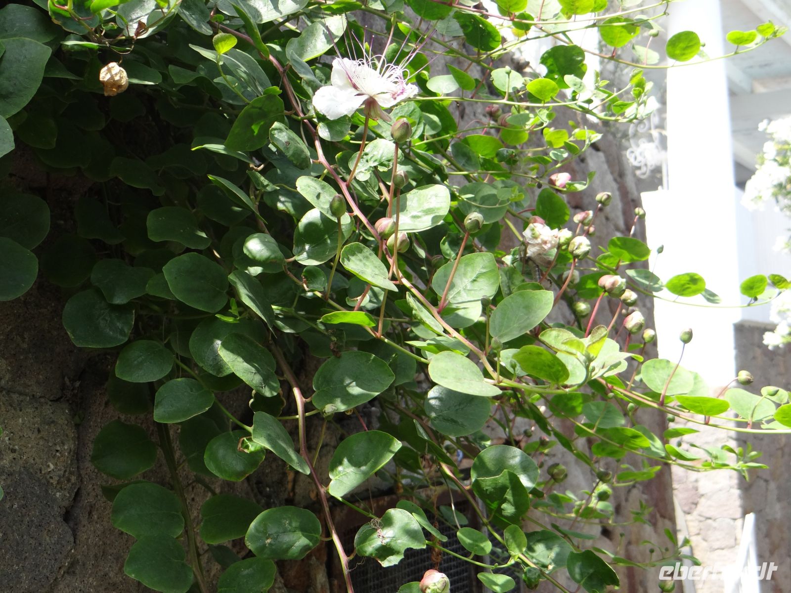 Kapern lieben Trockenmauer und werden auf den Liparischen Inseln kommerziell geerntet.