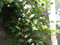 Kapern lieben Trockenmauer und werden auf den Liparischen Inseln kommerziell geerntet.