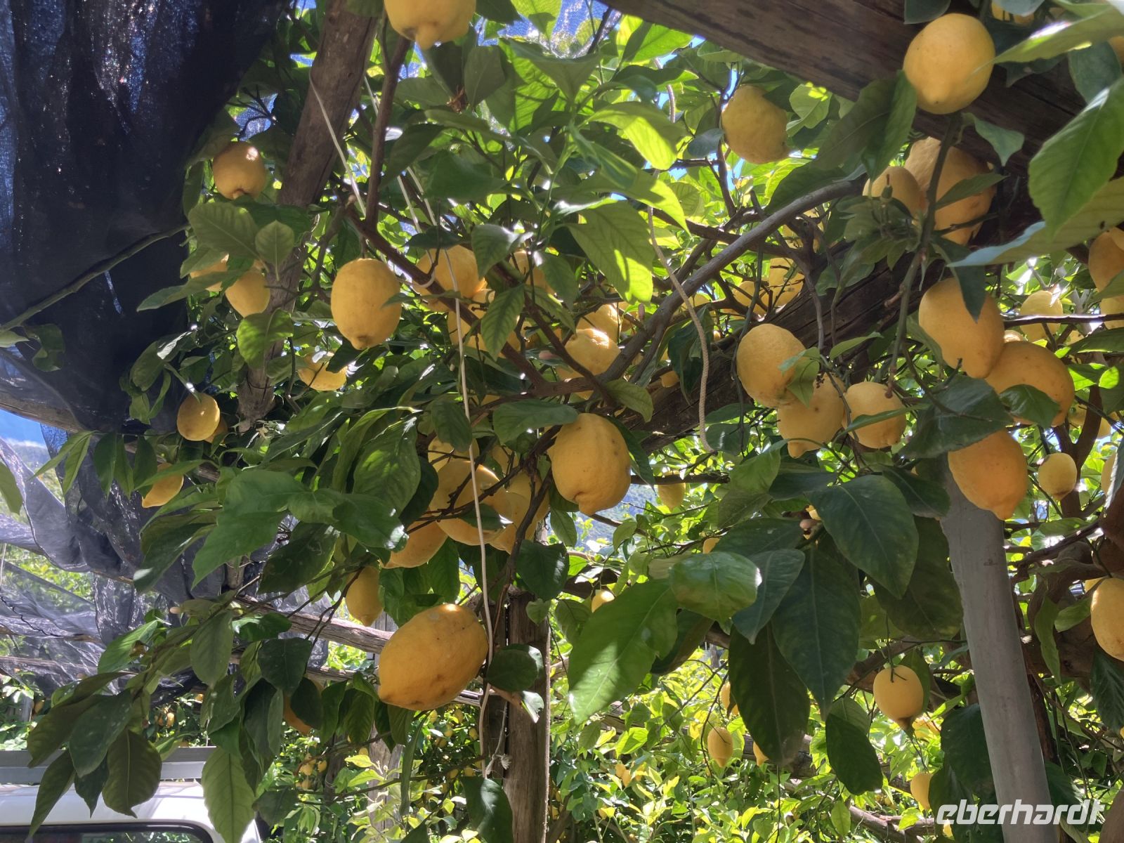 Spontanführung mit einem Zitronenbauern
