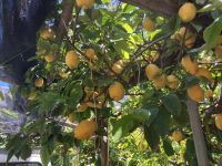 Spontanführung mit einem Zitronenbauern