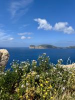 Blütenpracht im Frühling am Wegesrand