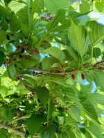 Ein Maulbeerbaum - so lecker!