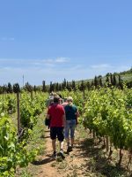 Spaziergang durch den Weinberg ...