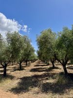 ... bis zum Olivenhain